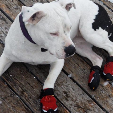 Poner zapatos a los perros efectos para su salud