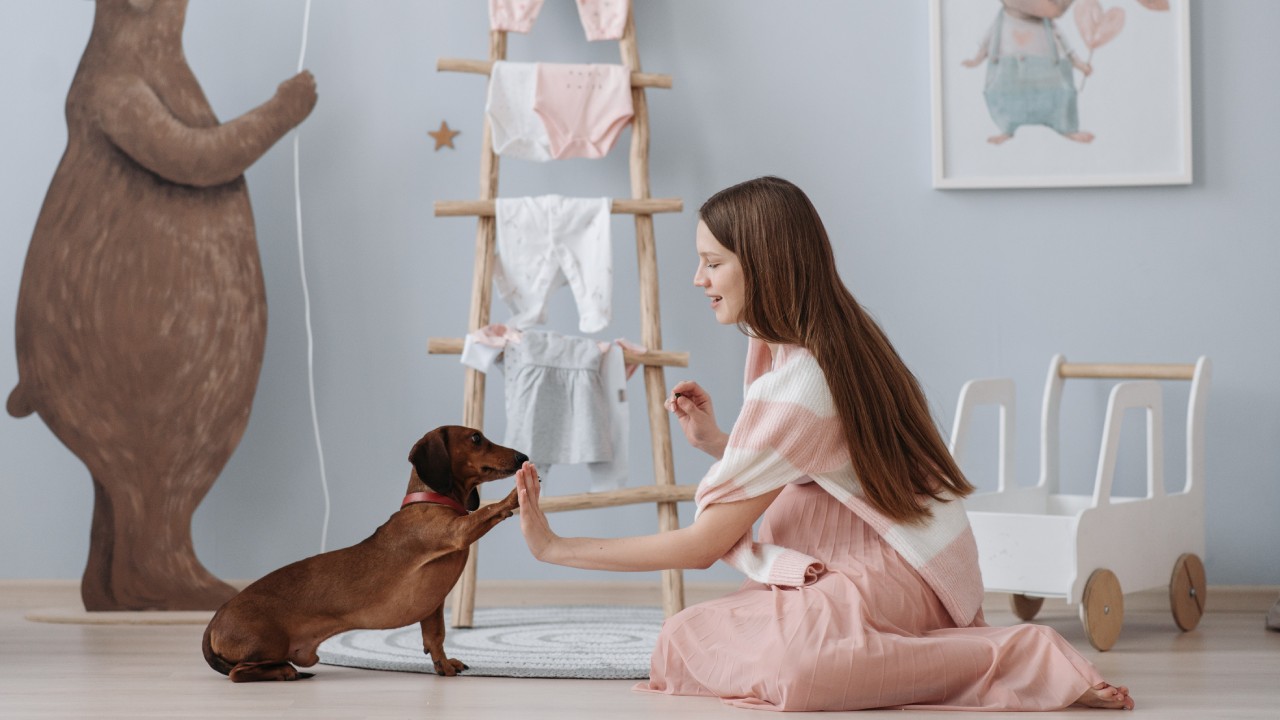 perros que han sido modificados