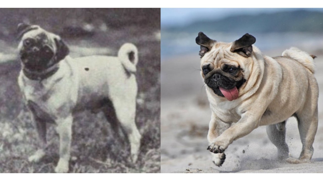 perros que han sido modificados