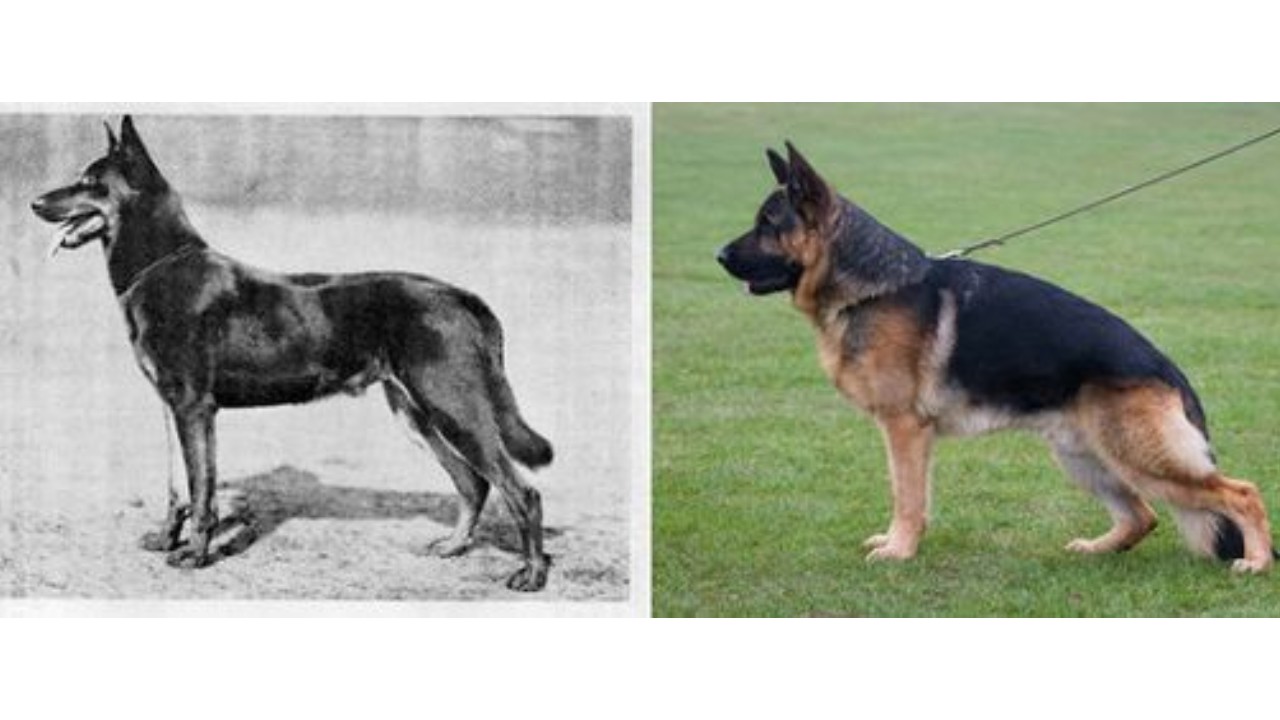 perros que han sido modificados