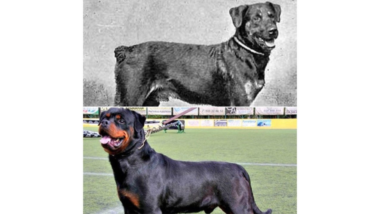 perros que han sido modificados