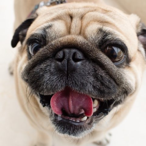 perros que han sido modificados