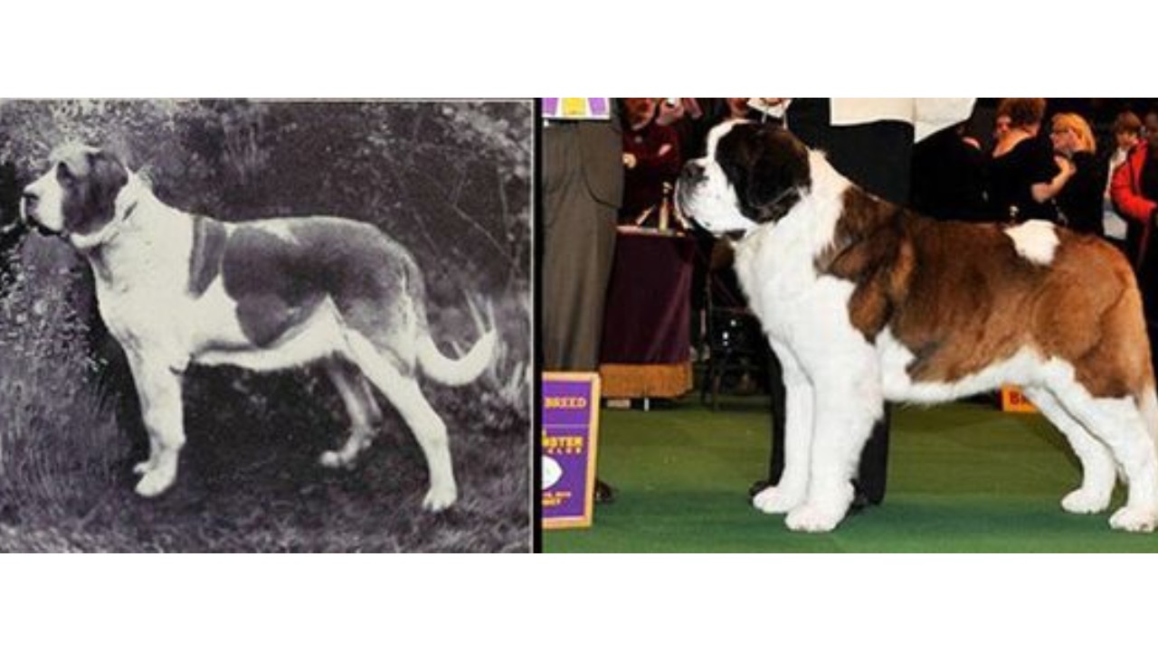 perros que han sido modificados