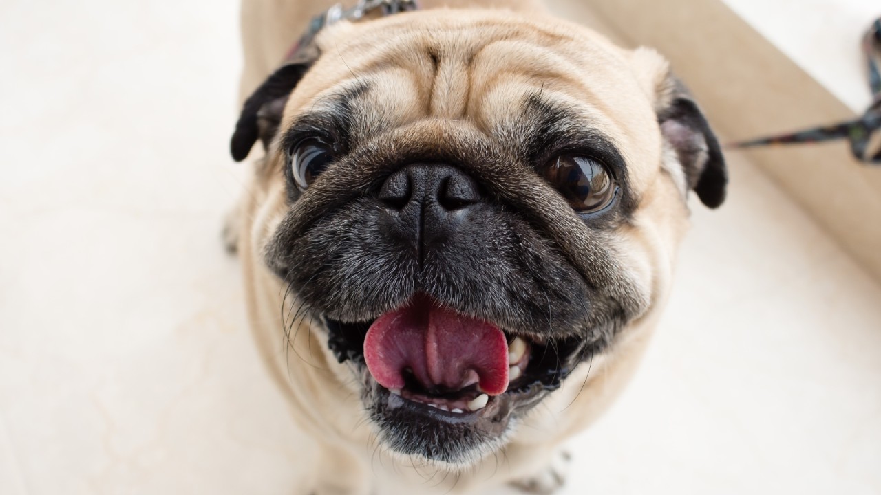 perros que han sido modificados