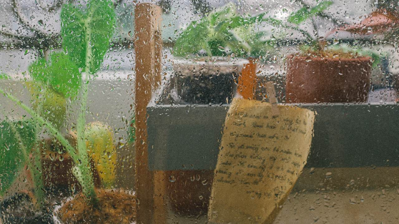 es bueno regar plantas agua de lluvia