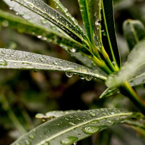 regar plantas agua de lluvia