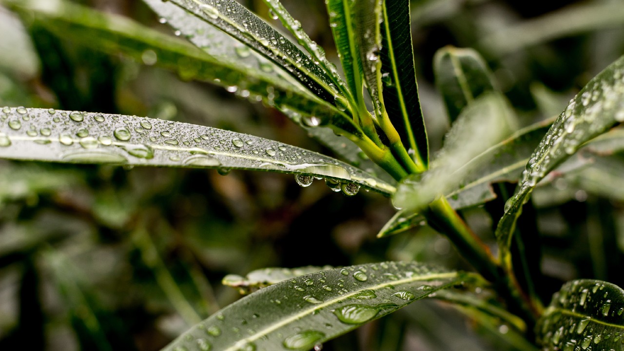 regar plantas agua de lluvia