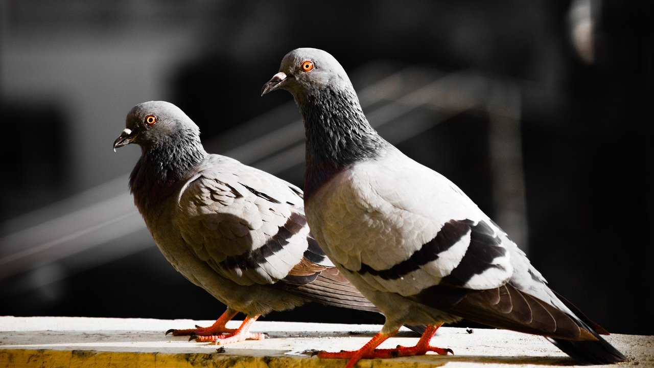 como ahuyentar palomas de una casa