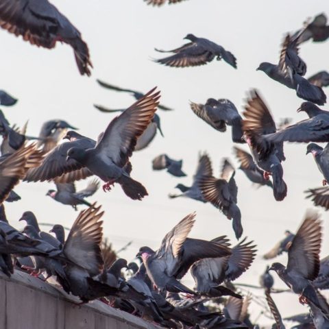 ahuyentar la plaga de palomas