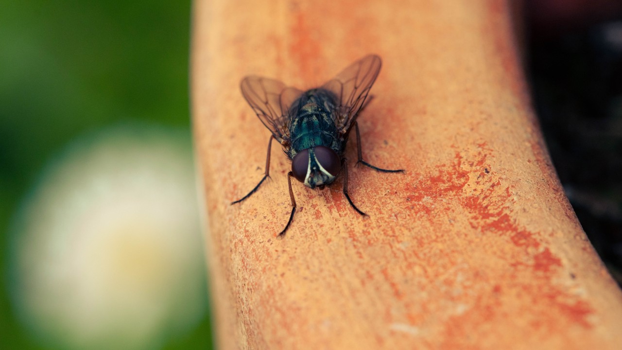 Remedios caseros para ahuyentar a las moscas