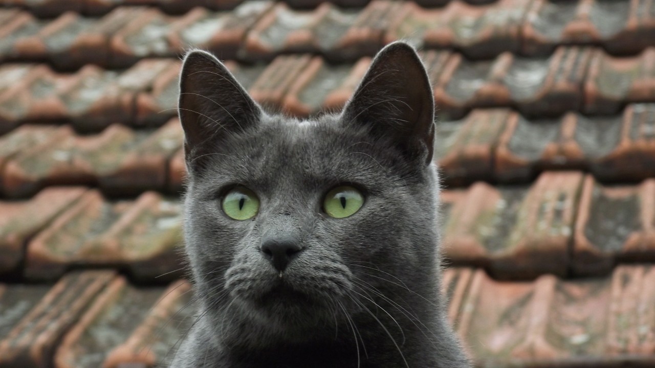 Repelente con eucalipto para ahuyentar gatos