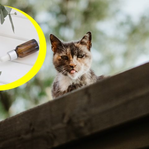 Repelente con eucalipto para ahuyentar gatos