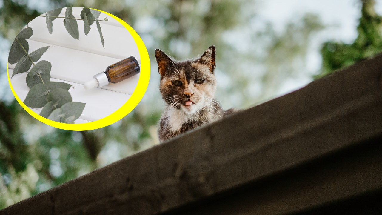 Repelente con eucalipto para ahuyentar gatos