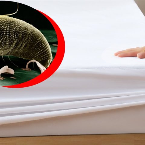 Señales de ácaros en tu cama