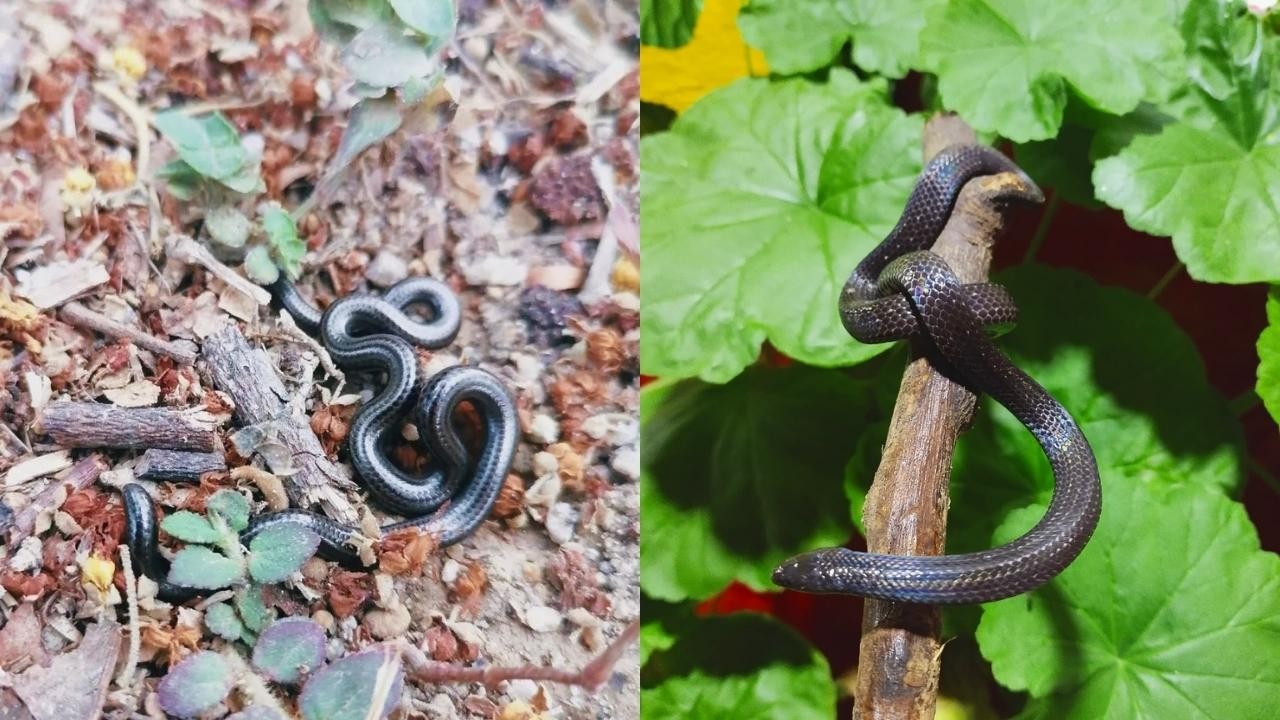 serpiente ciega como identificarla