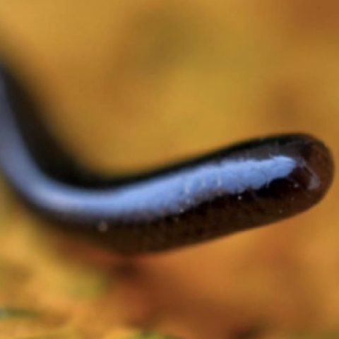 serpiente ciega india