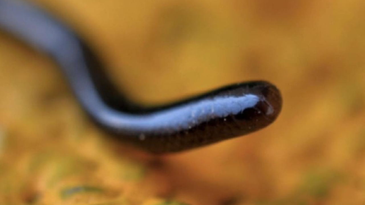 serpiente ciega india