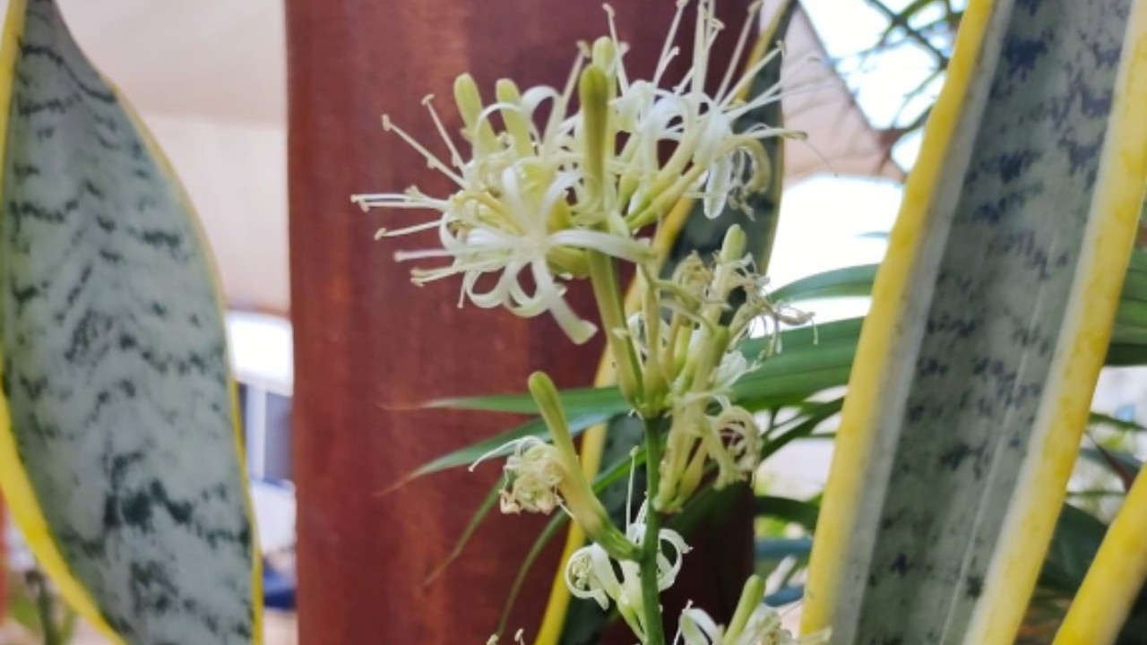 Tips para florecer tu lengua de suegra