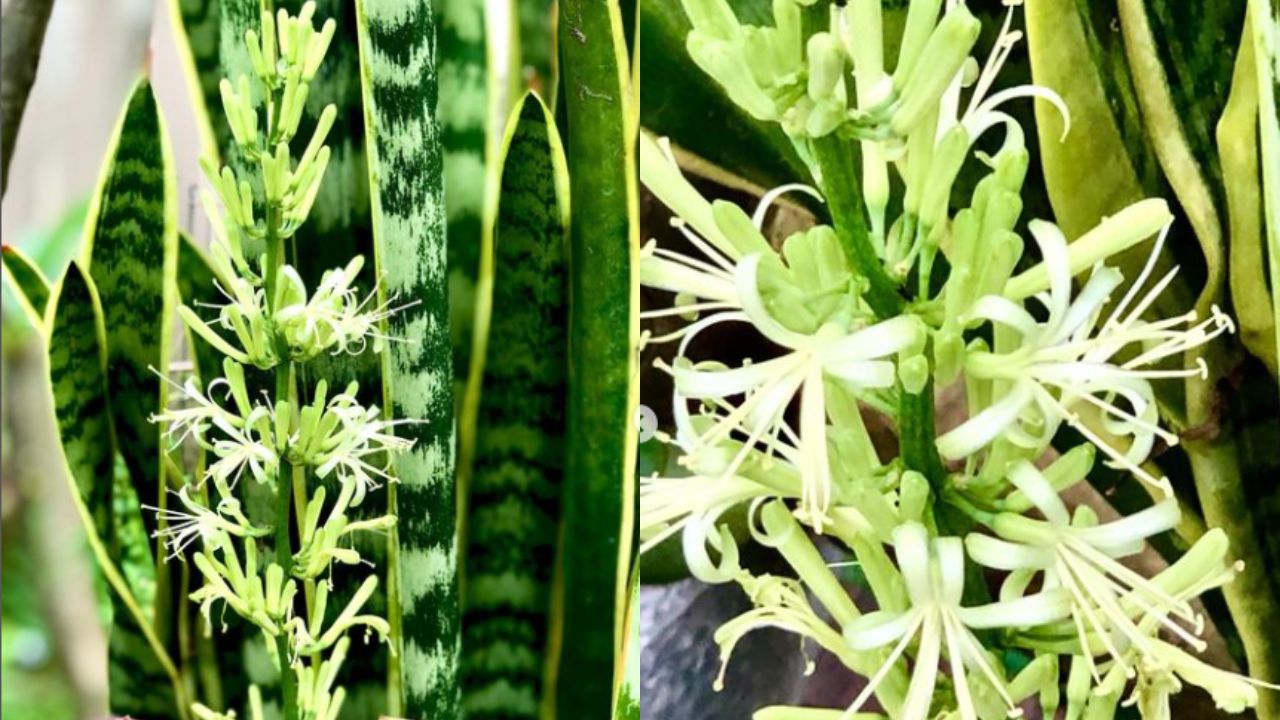 Tips para florecer tu lengua de suegra