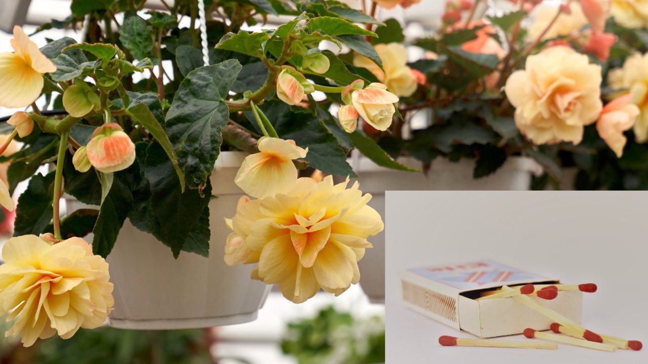 fertilizar con cerillos