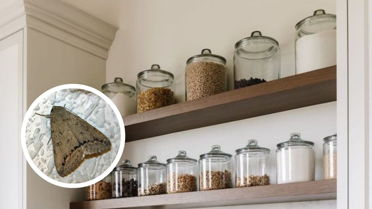 truco para eliminar polillas