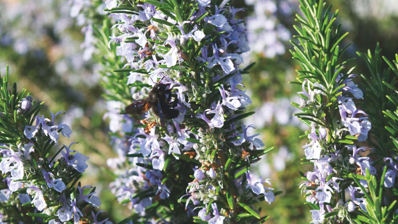 truco para hacer florecer el romero