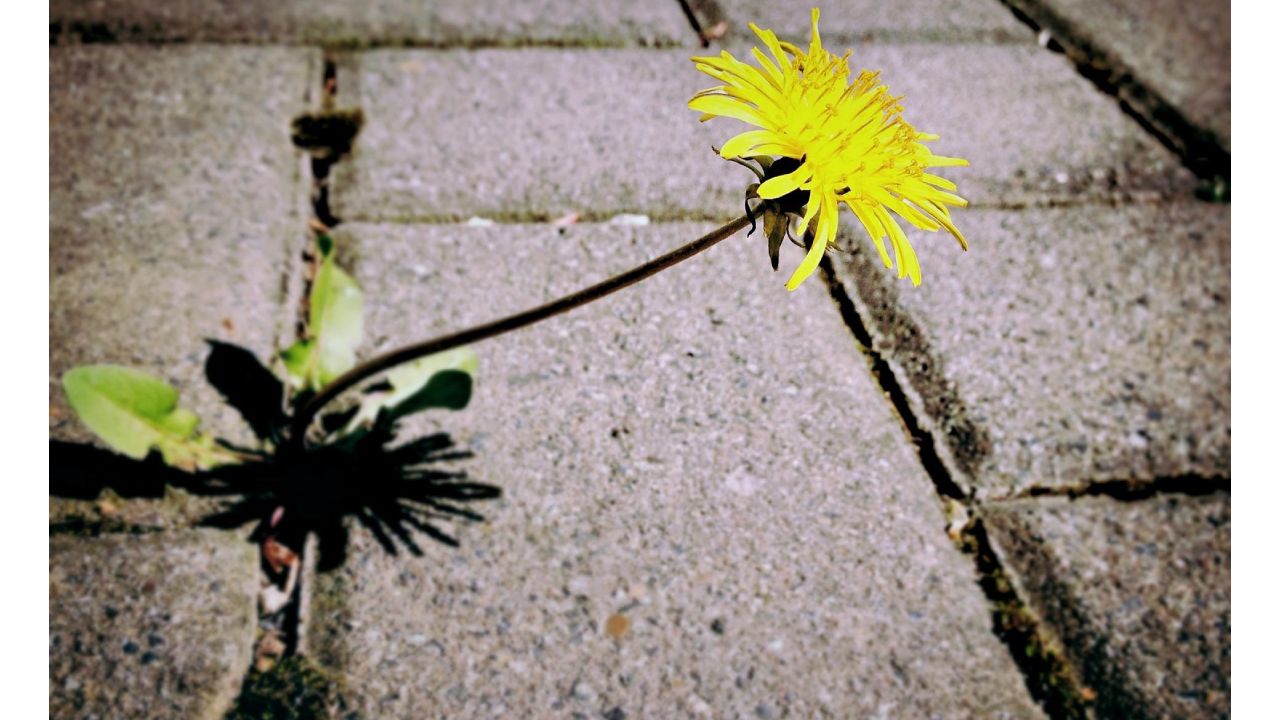 trucos para eliminar hierbas malas de los adoquines