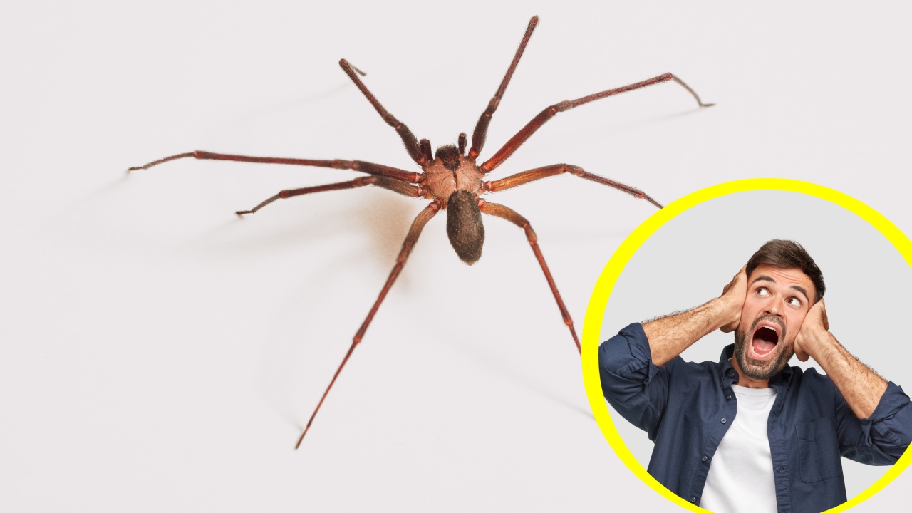 Trucos para ahuyentar arañas violinistas