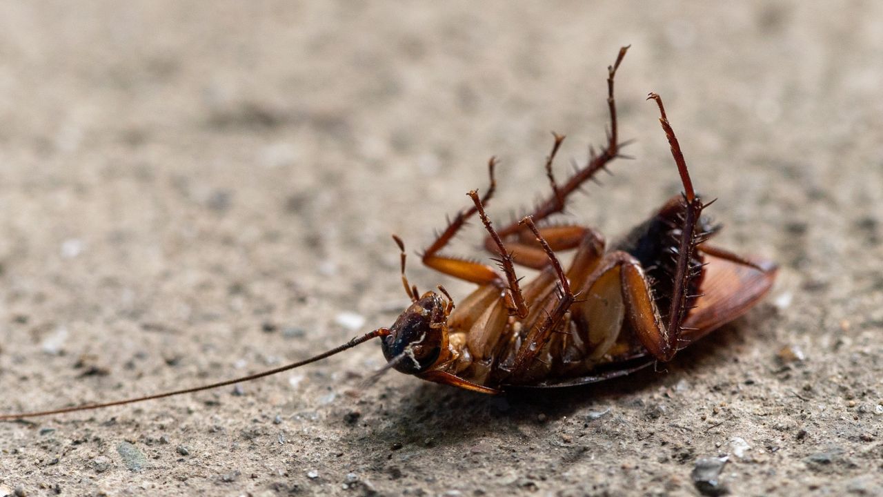 eliminar nidos de cucarachas