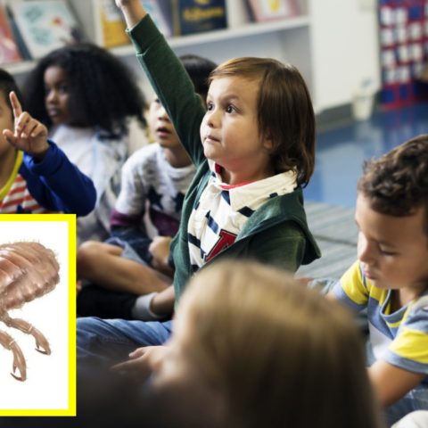 trucos para evitar que contagien piojos en la escuela