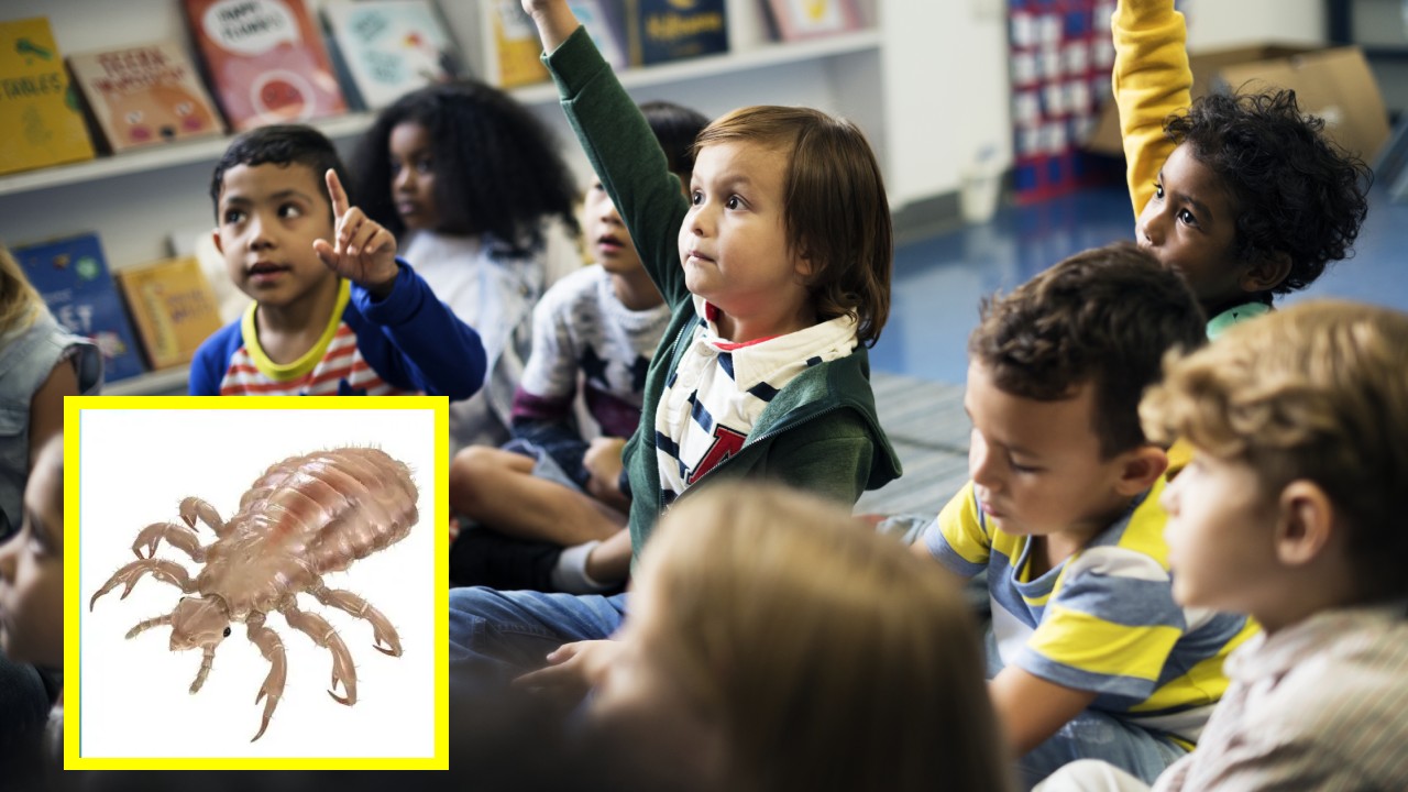 trucos para evitar que contagien piojos en la escuela