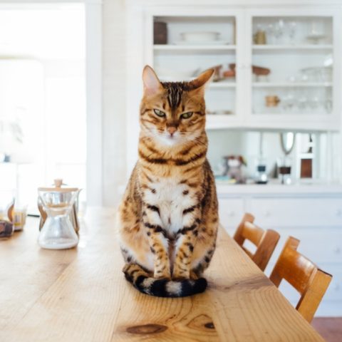 tu gato tira cosas al suelo explicación