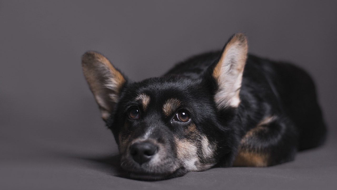 perro vacunado puede infectarse de parvovirus