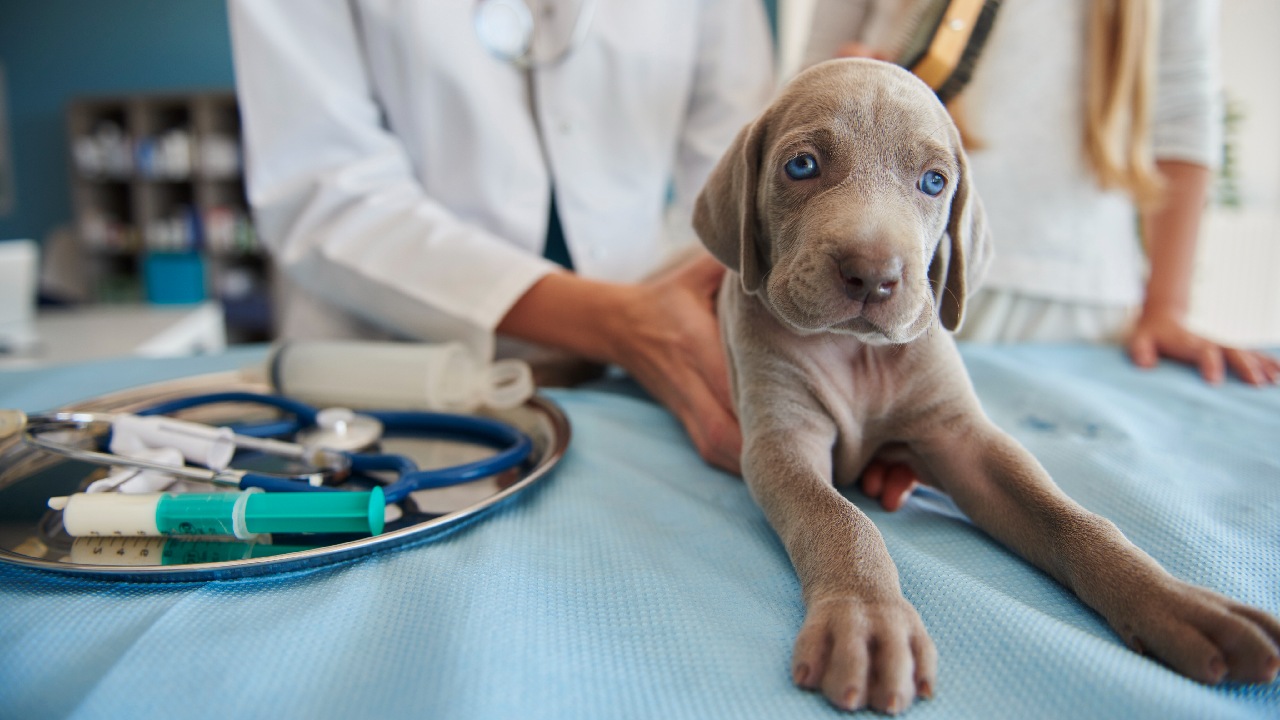 perro parvovirus aun con vacuna