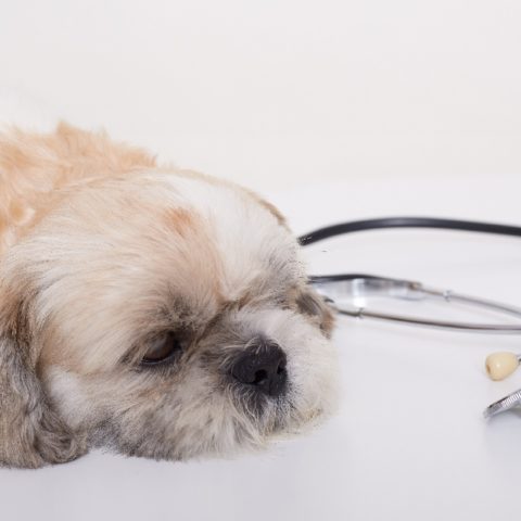 perro puede contraer parvovirus aunque este vacunado