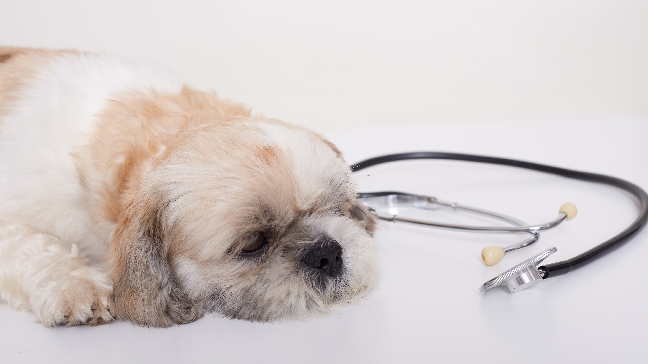 perro puede contraer parvovirus aunque este vacunado