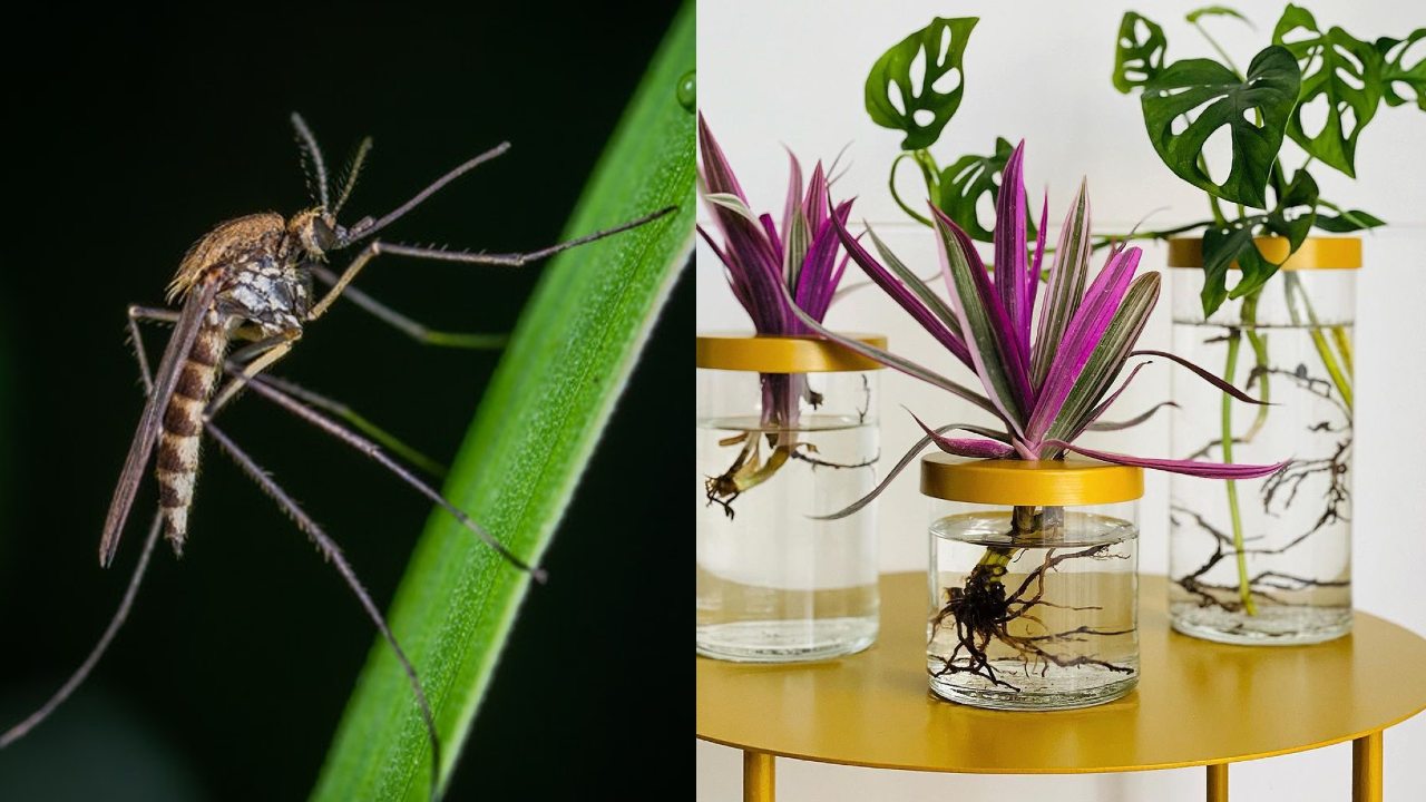 mosquitos en las plantas de agua