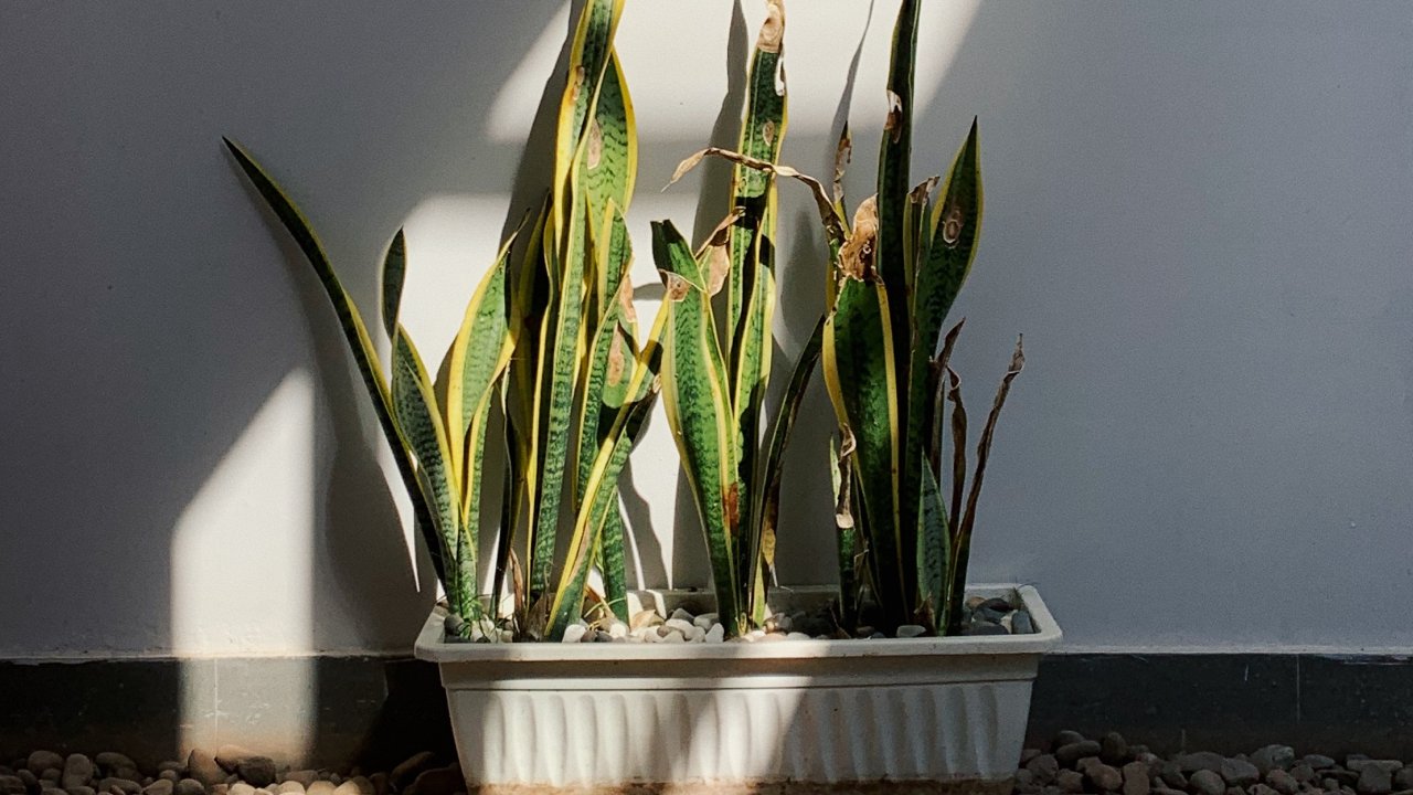 abono para florecer y crecer la Lengua de Suegra