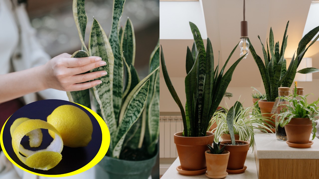 abono para florecer y crecer la Lengua de Suegra