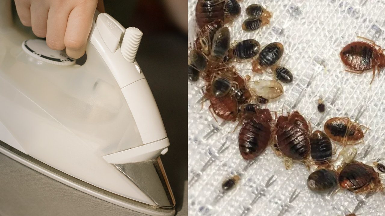 como eliminar las chinches de cama de forma casera