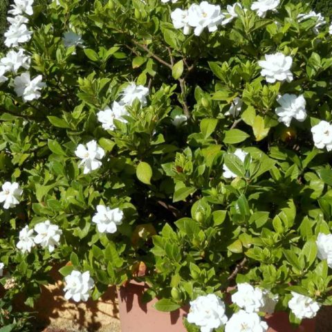 cultivar flor de gardenia en tu jardin