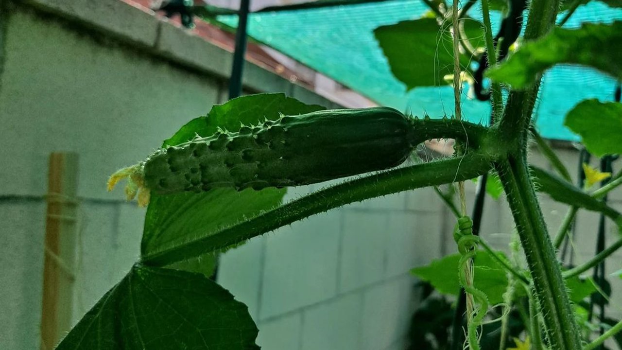 huerto de pepinos en casa