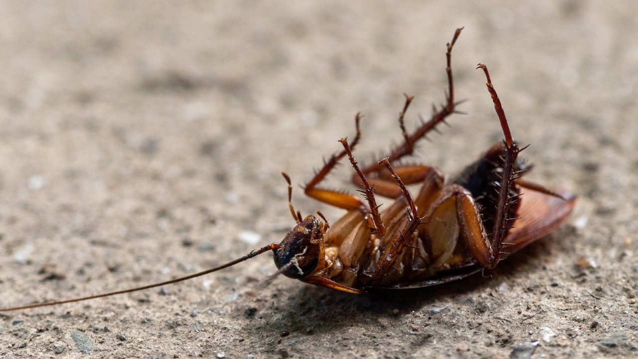 las cucarachas están perdiendo el gusto por el azúcar