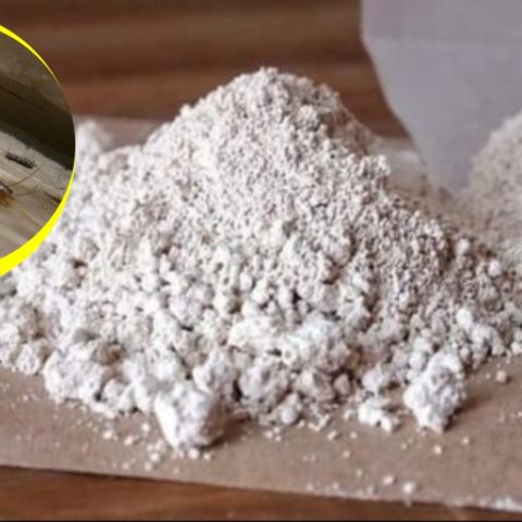 eliminar pececillos de plata con tierra de diatomeas