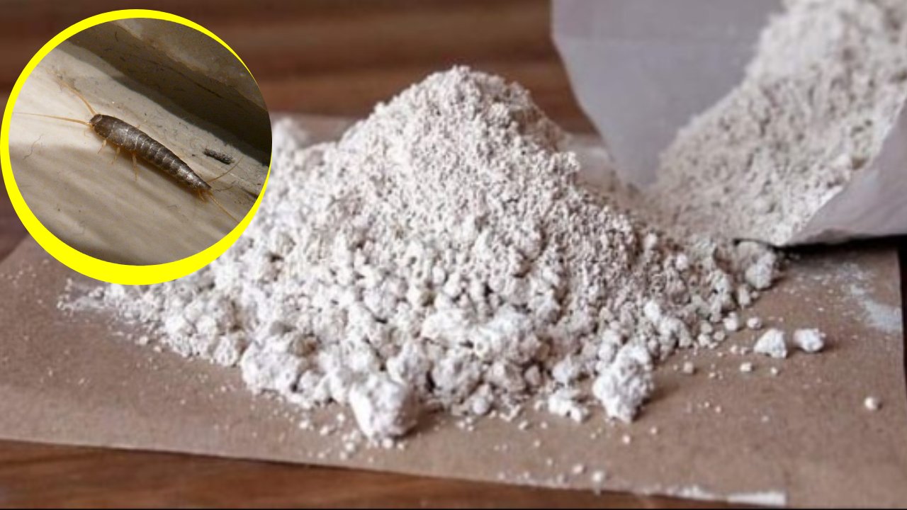 eliminar pececillos de plata con tierra de diatomeas