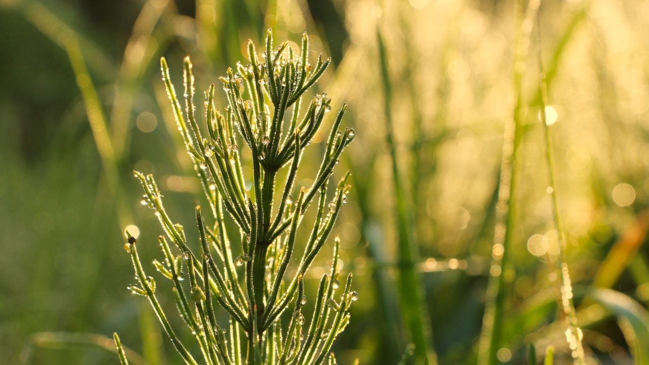 insecticida con cola de caballo