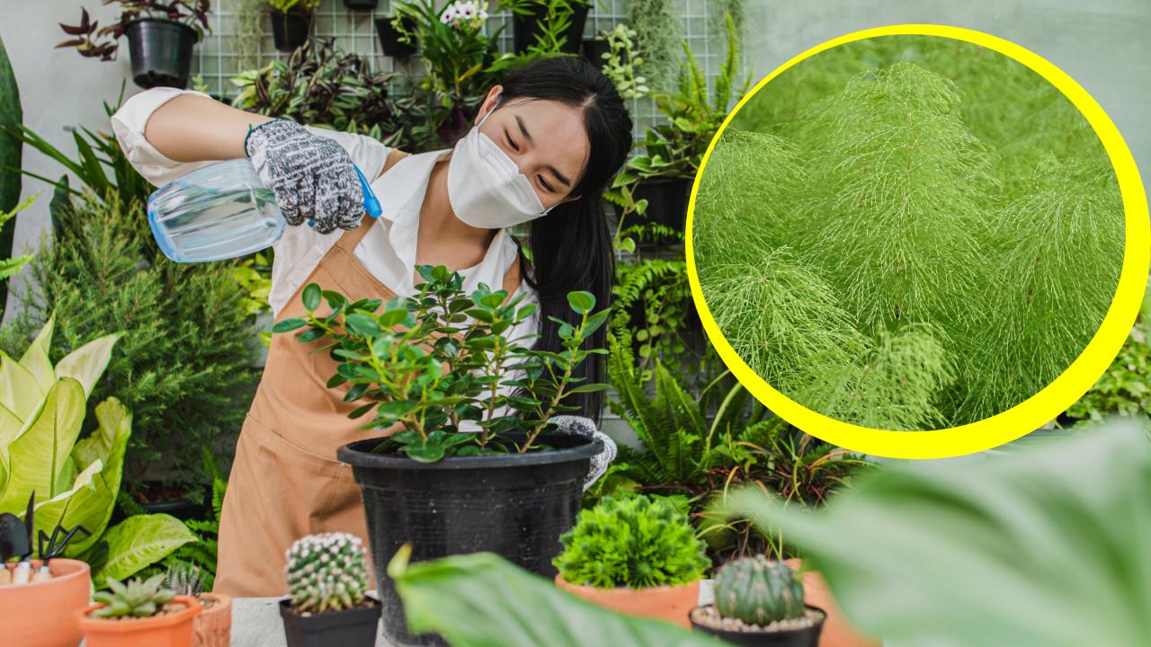 insecticida con cola de caballo