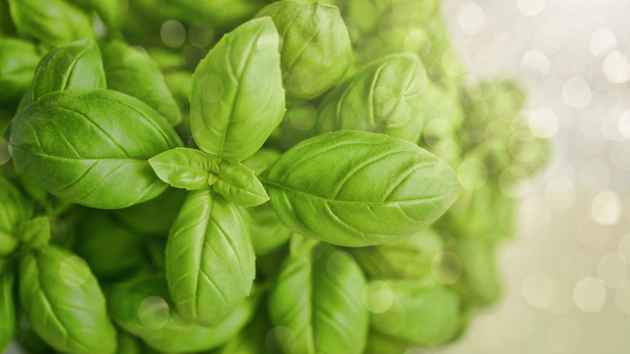 insecticida con albahaca para eliminar plagas