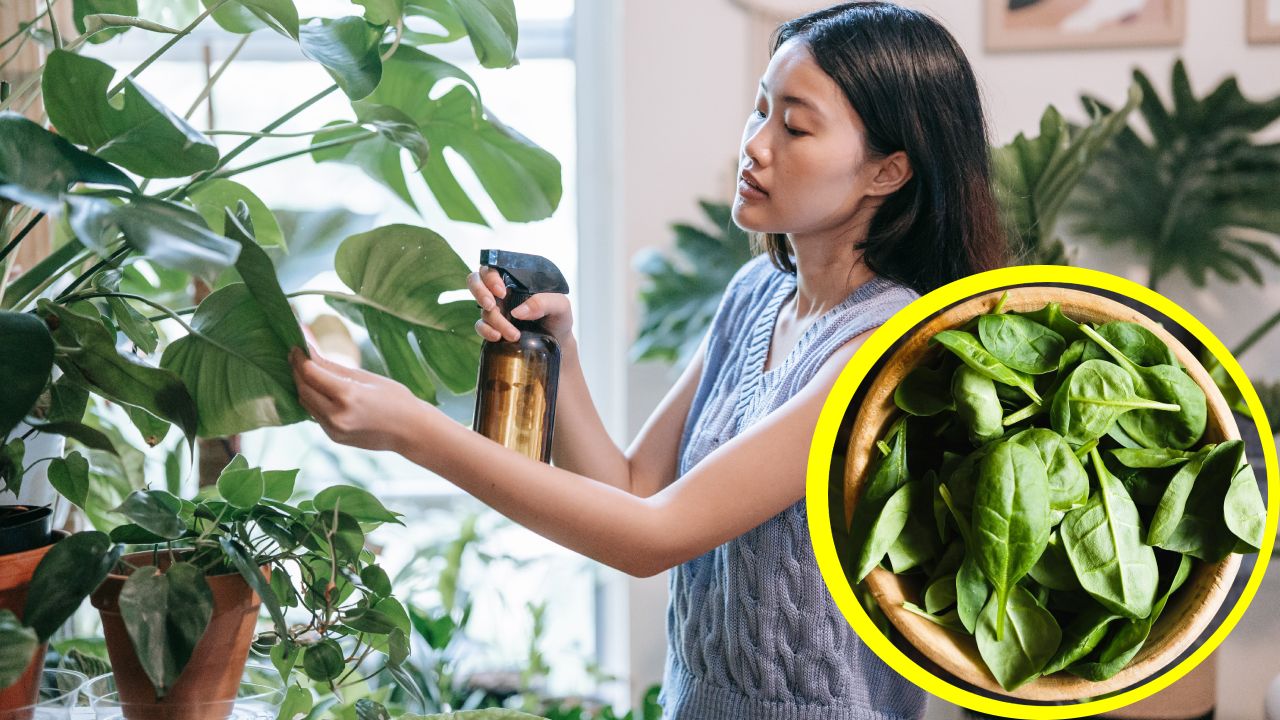 insecticida con albahaca para eliminar plagas