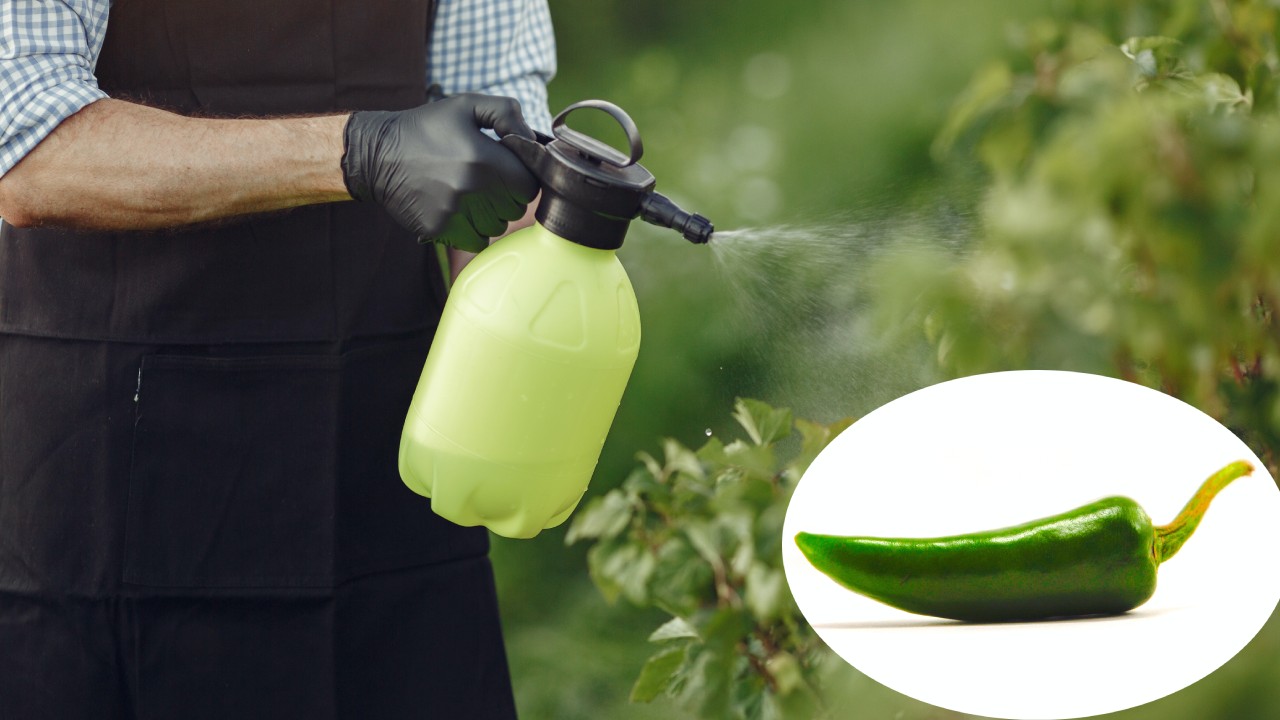insecticida hecho con chile para plagas